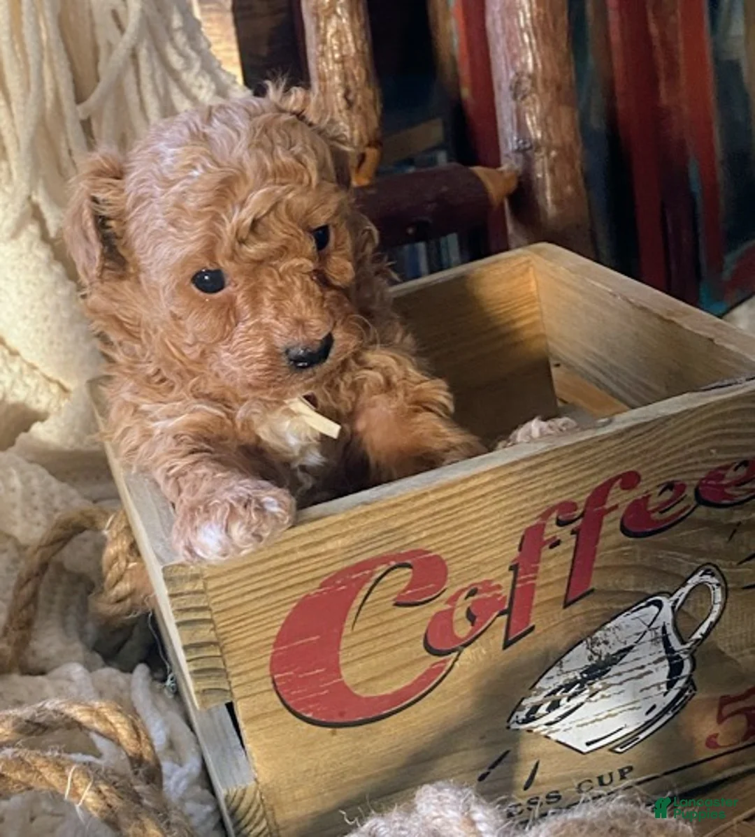 Toy Poodle dogs for sale: LITTLE ARCHIE - Ad 5