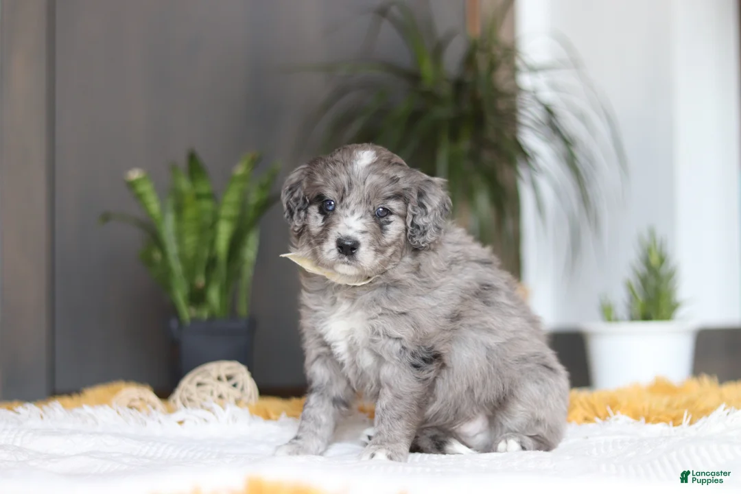 Mixed Breed dogs for sale: Canyon - Ad 7