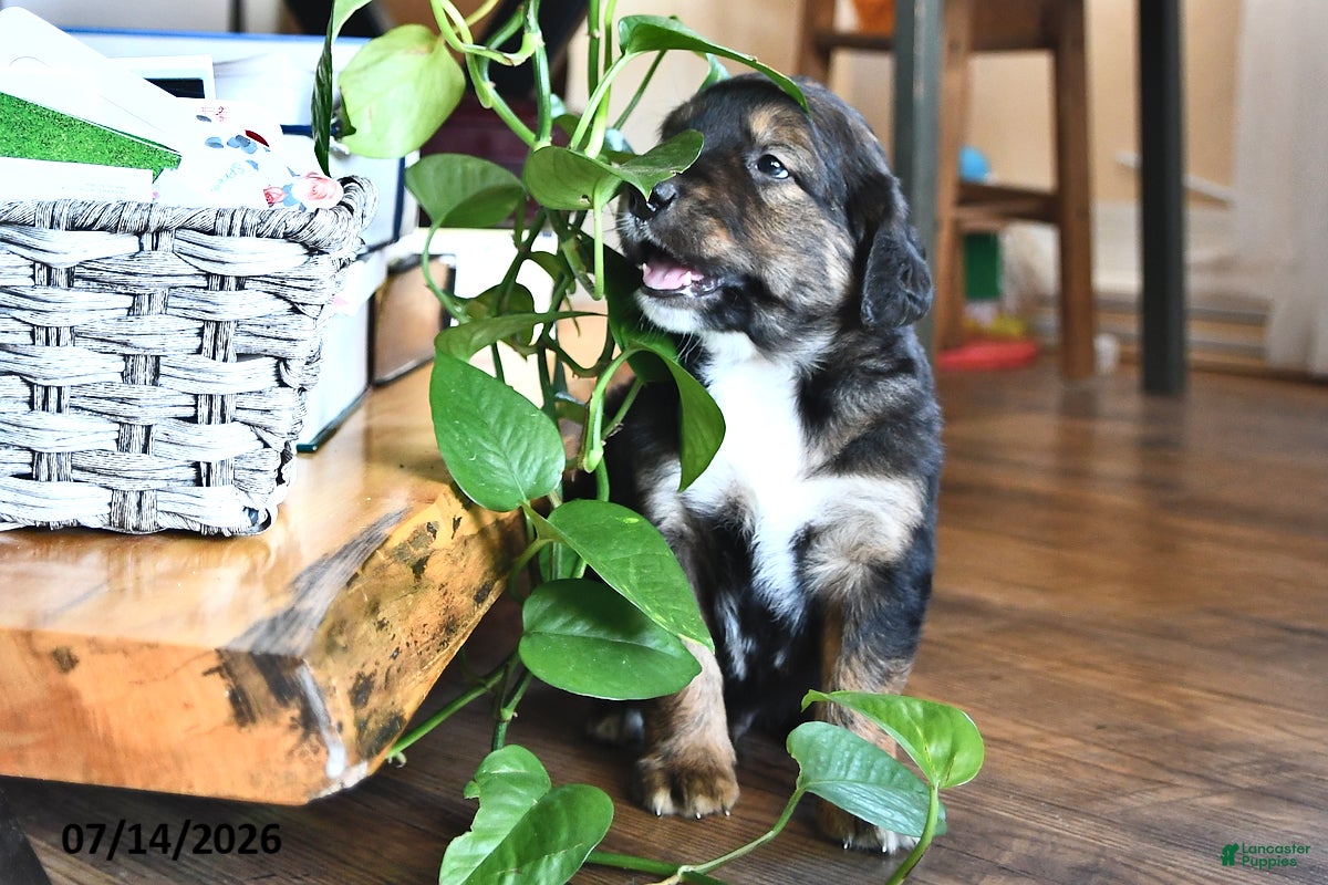 Mixed Breed dogs Troy - Ad 2