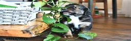 Mixed Breed dogs for sale: Troy - Ad 2