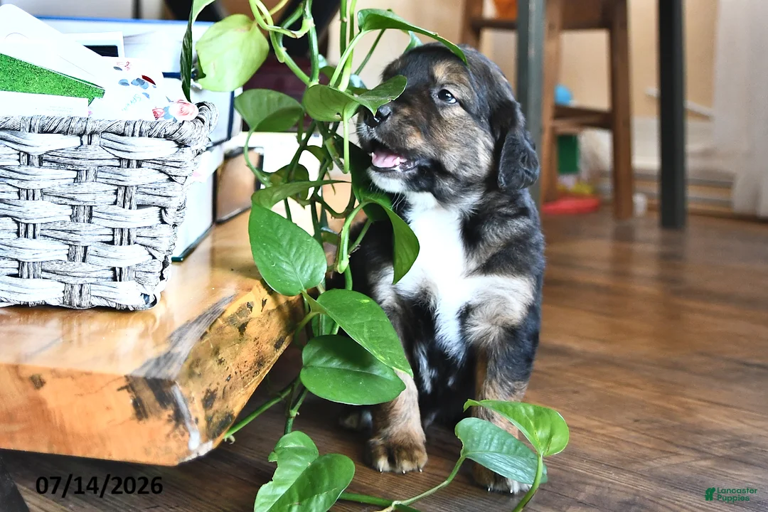 Mixed Breed dogs for sale: Troy - Ad 2