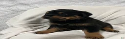 Rottweiler dogs for sale: bowser - Ad 2