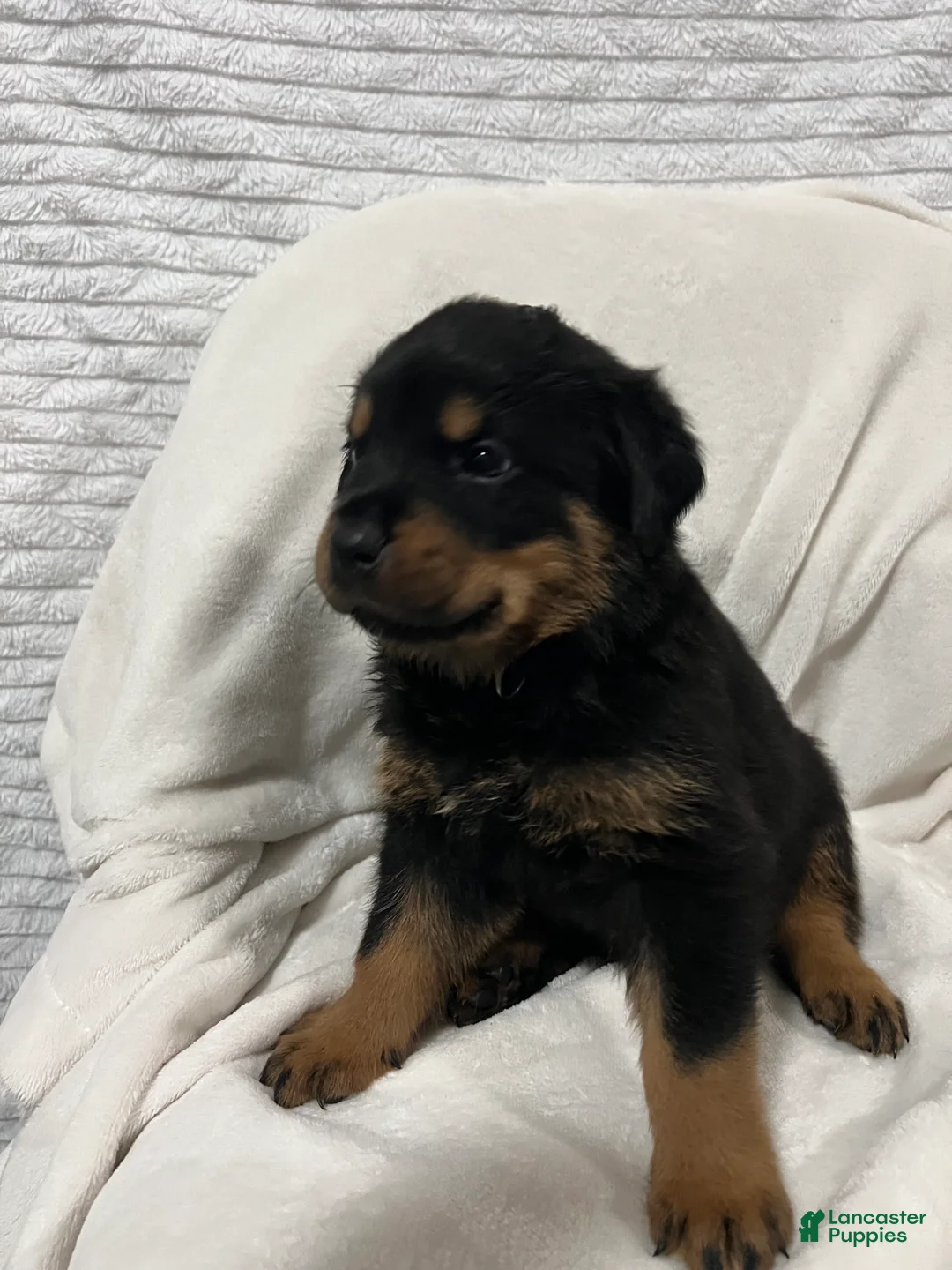 Rottweiler dogs for sale: bowser - Ad 2