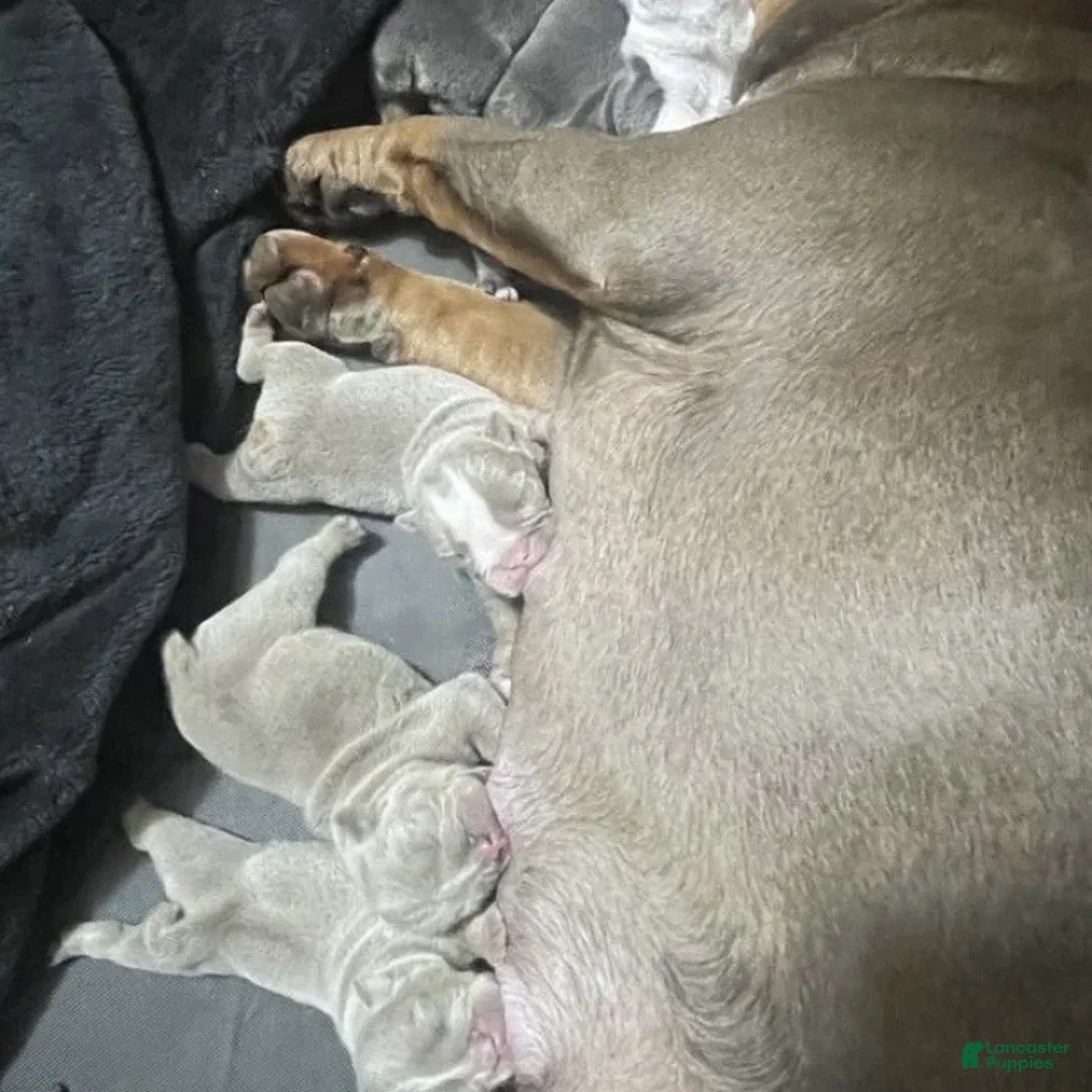 English Bulldog dogs for sale: English Bulldog Puppy 3 - Ad 2