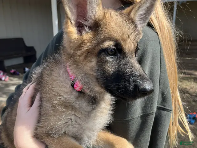 German Shepherd dogs for sale: Tan Sable - Ad 9