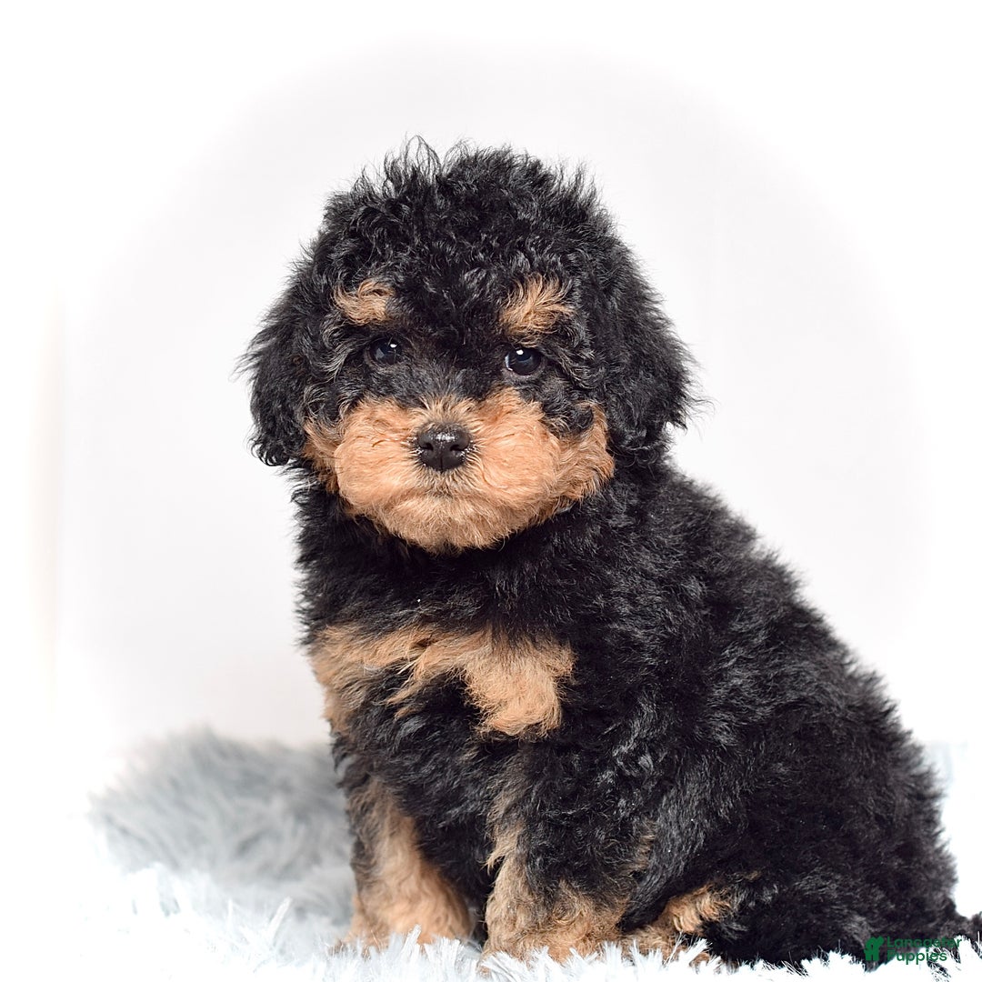 Mini Goldendoodle dogs for sale: Mr. Riko - Ad 2