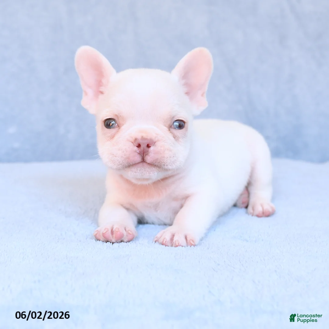 French Bulldog dogs for sale: Mack  - Ad 2