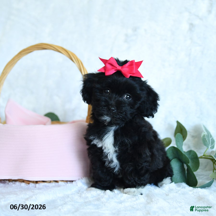 Shihpoo dogs Kiera - Ad 1