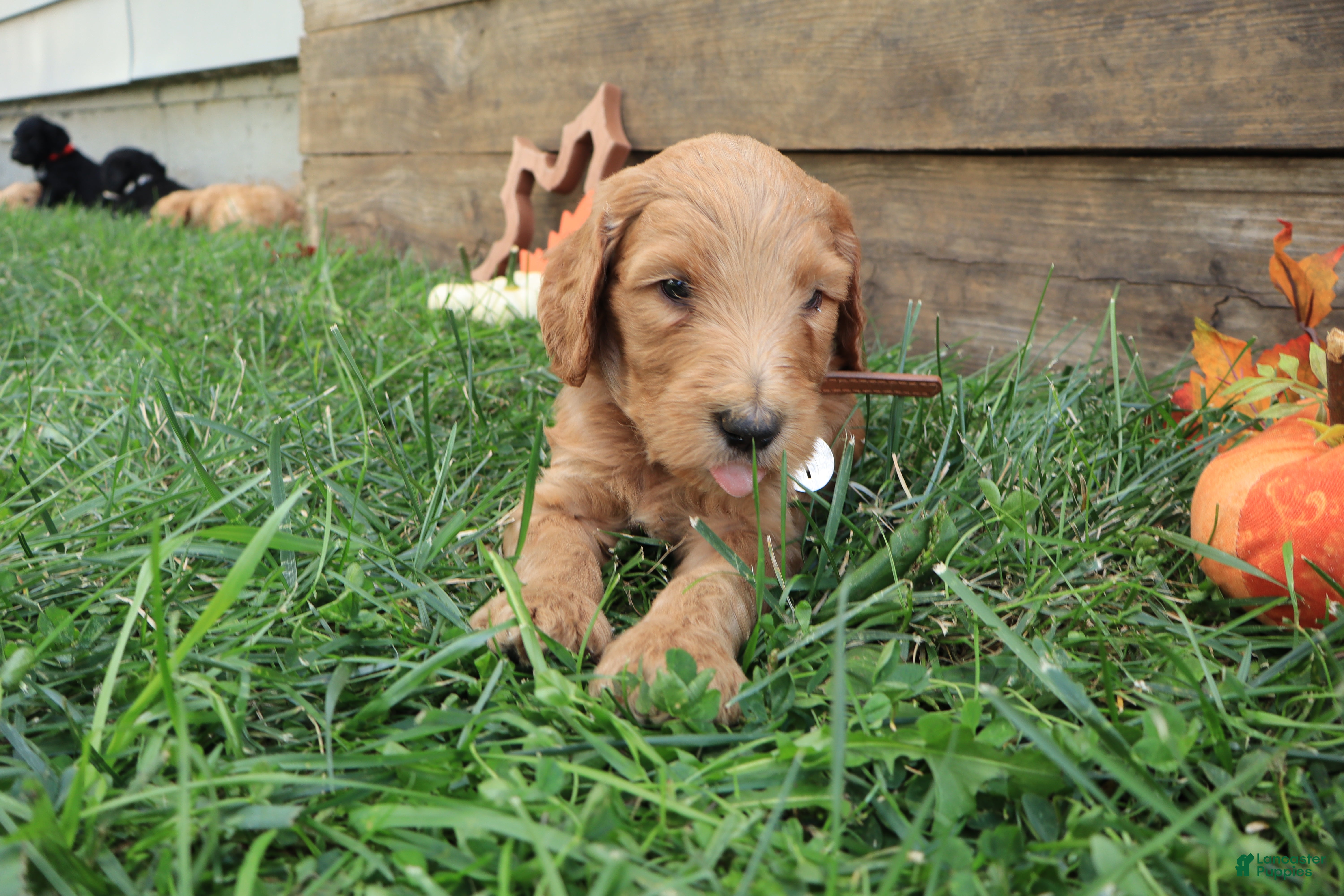 Goldendoodle dogs Lucas - Ad 2