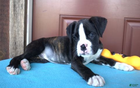 Boxer dogs Travis -  Champ line - Ad 2