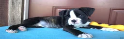 Boxer dogs for sale: Travis -  Champ line - Ad 2