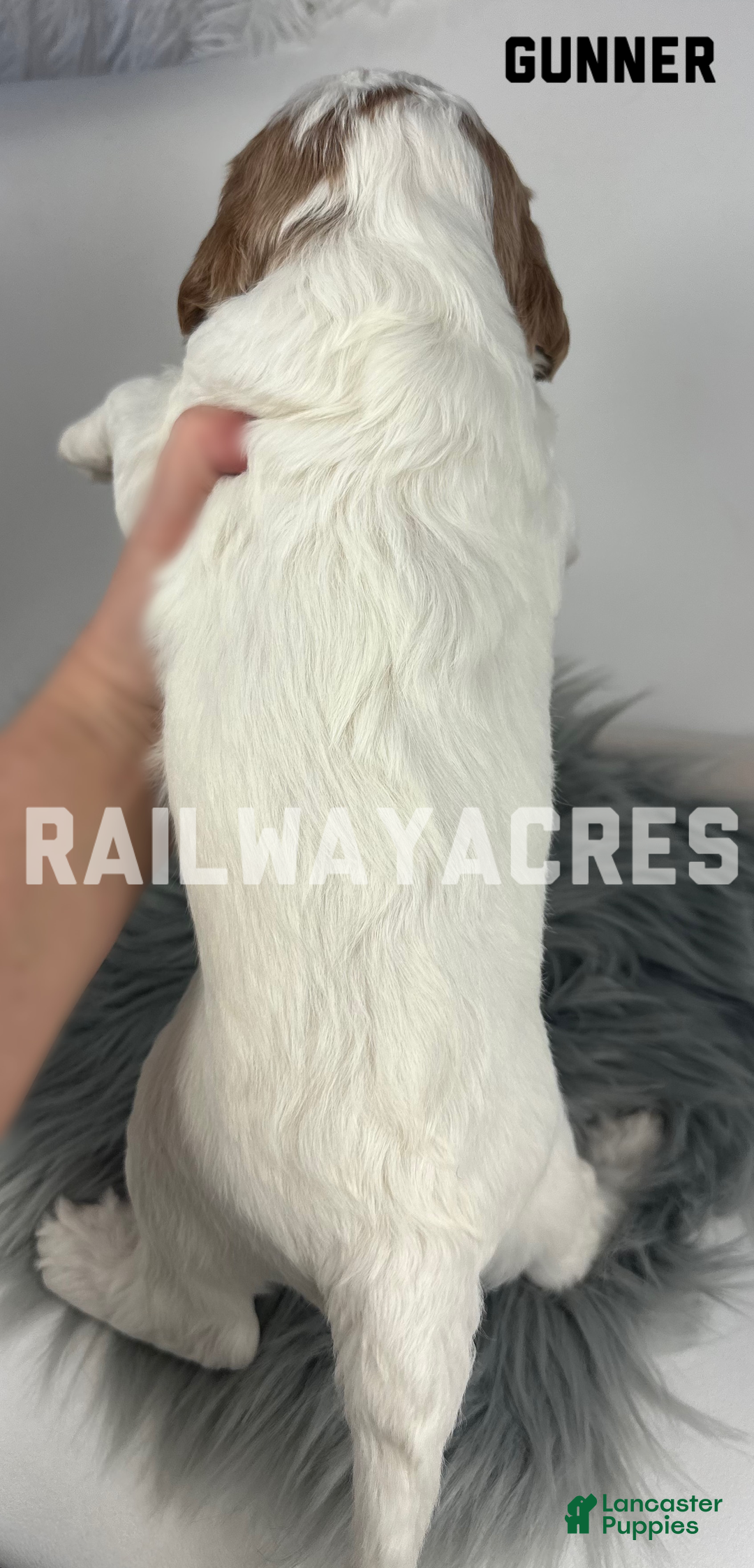 Mini Goldendoodle dogs for sale: Gunner - Ad 2