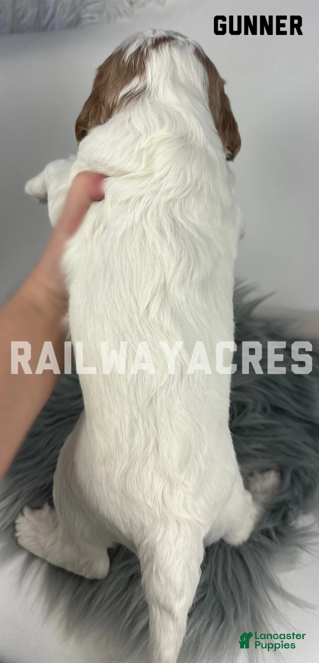 Mini Goldendoodle dogs for sale: Gunner - Ad 4