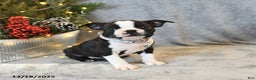 Boston Terrier dogs for sale: Sasha - Ad 2