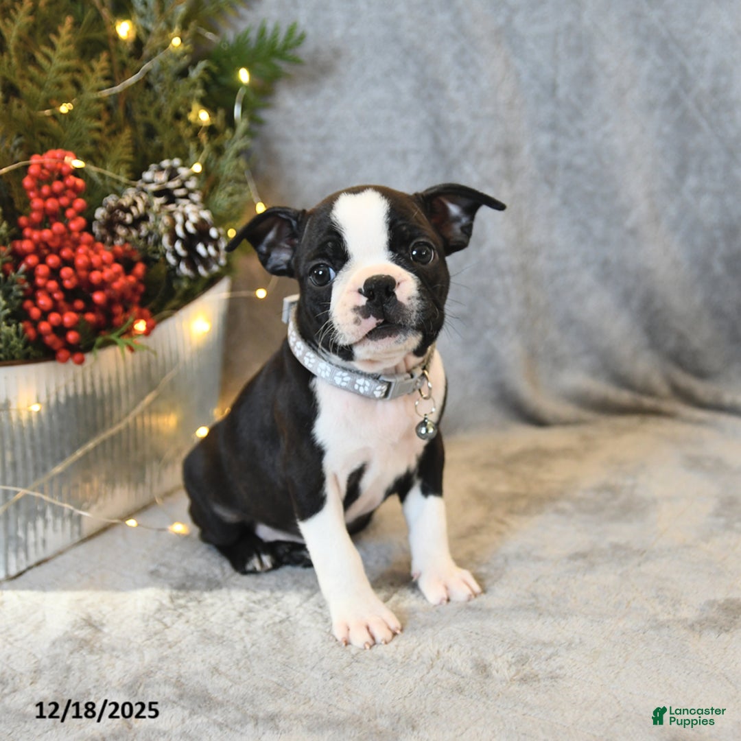 Boston Terrier dogs for sale: Sasha - Ad 2