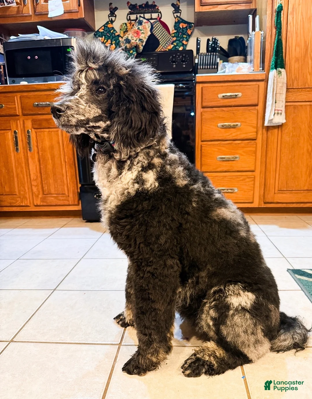 Standard Poodle dogs for sale: Storm - Ad 2