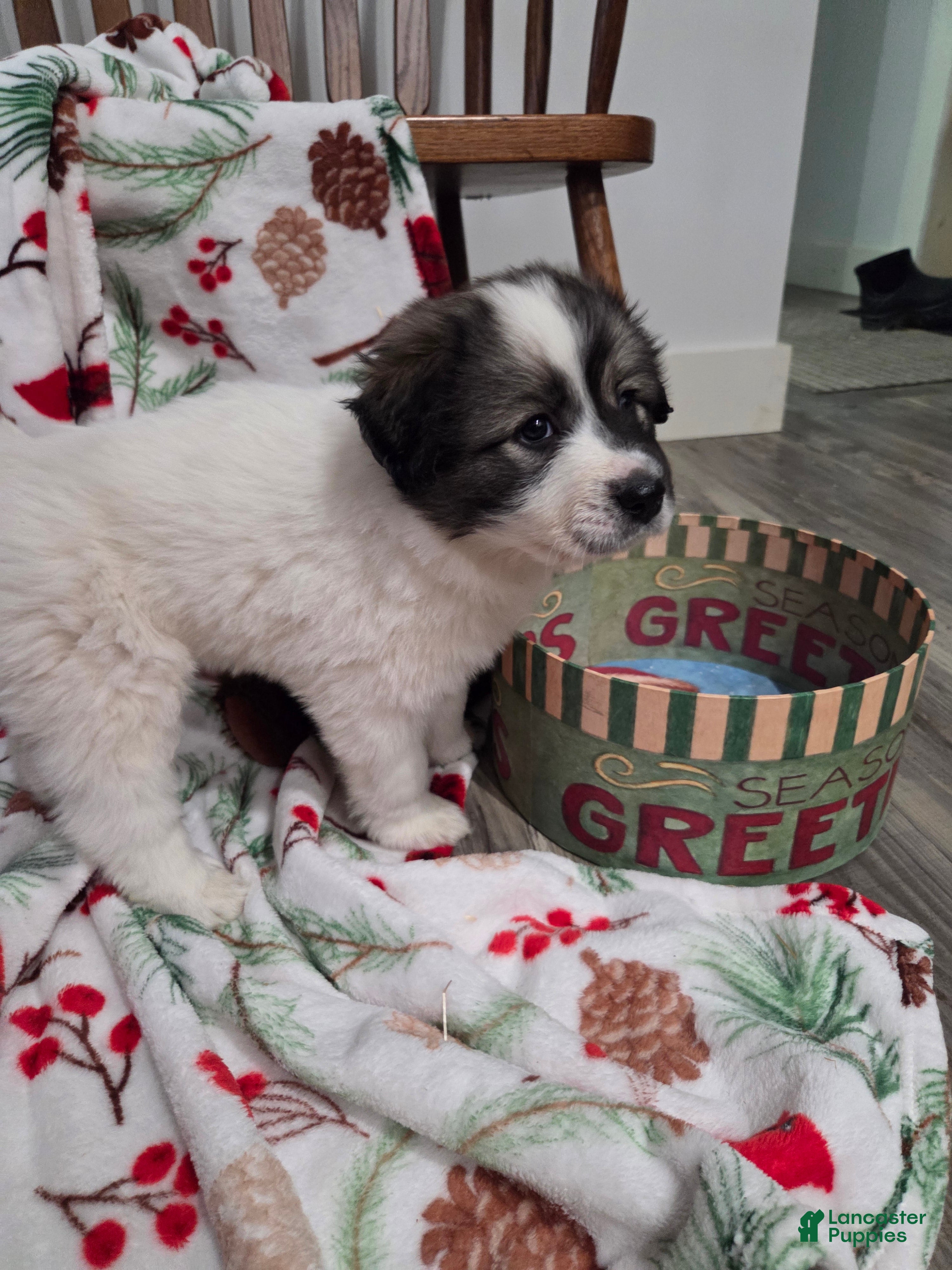 Great Pyrenees dogs Holly - Ad 2