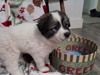 Great Pyrenees dogs Holly - Ad 8