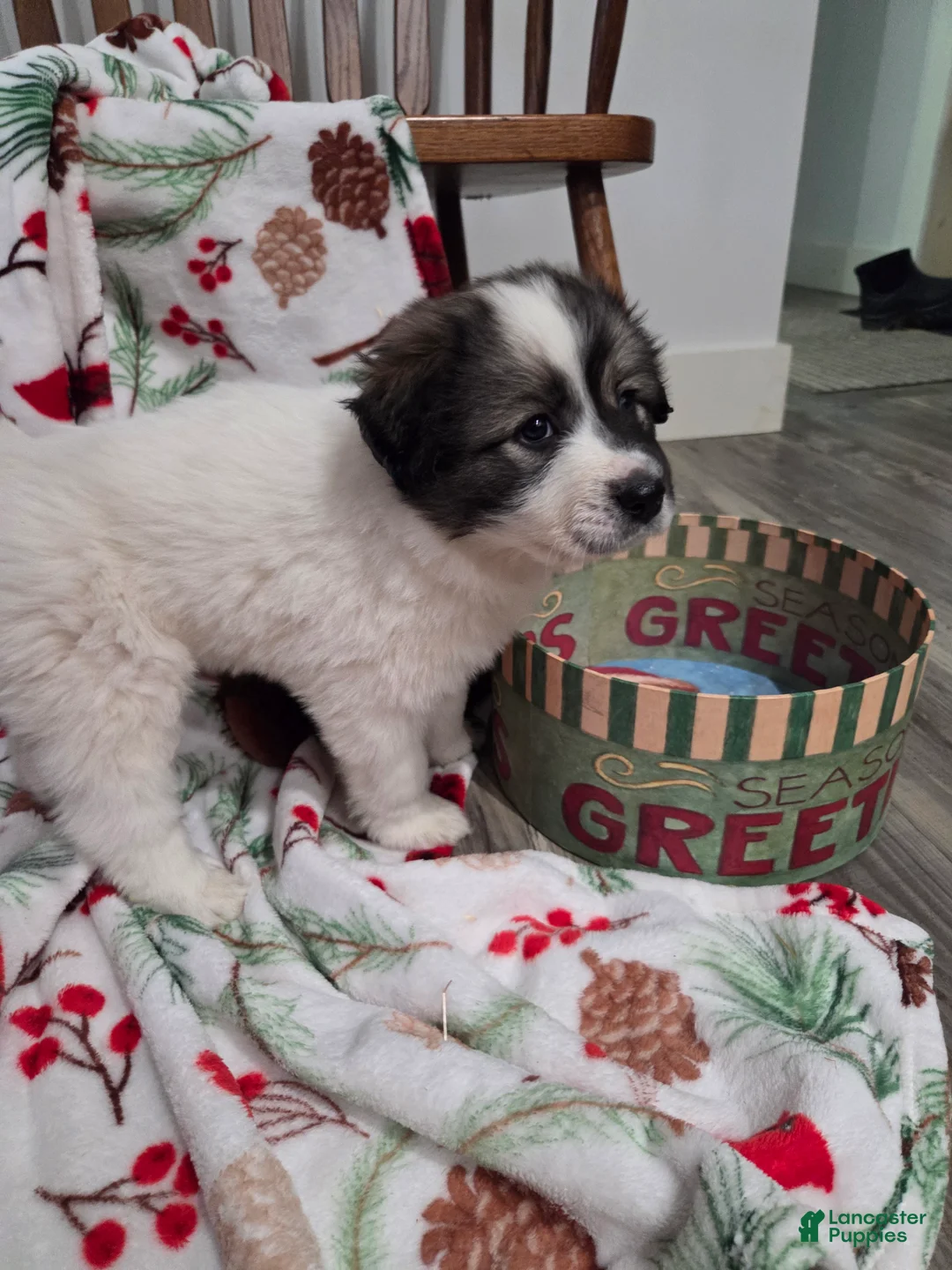 Great Pyrenees dogs for sale: Holly - Ad 2