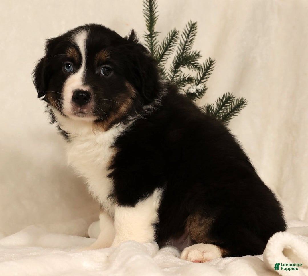 Miniature Australian Shepherd dogs for sale: Toby - Ad 4