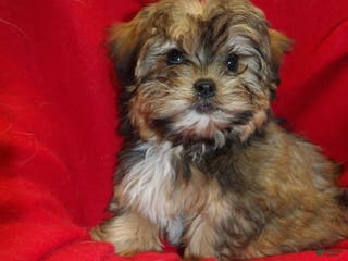 Shorkie dogs Jackson - Ad 13