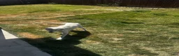 Great Pyrenees dogs for sale: Great Pyrenees 1 - Ad 3