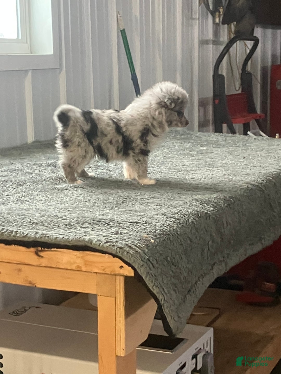 Mixed Breed dogs for sale: Jenny - Ad 3