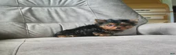 Yorkshire Terrier dogs for sale: Buddy - Ad 6