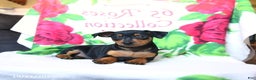 Miniature Pinscher dogs for sale: Dallas - Ad 3