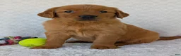 Golden Retriever dogs for sale: Miss Rosie  - Ad 17