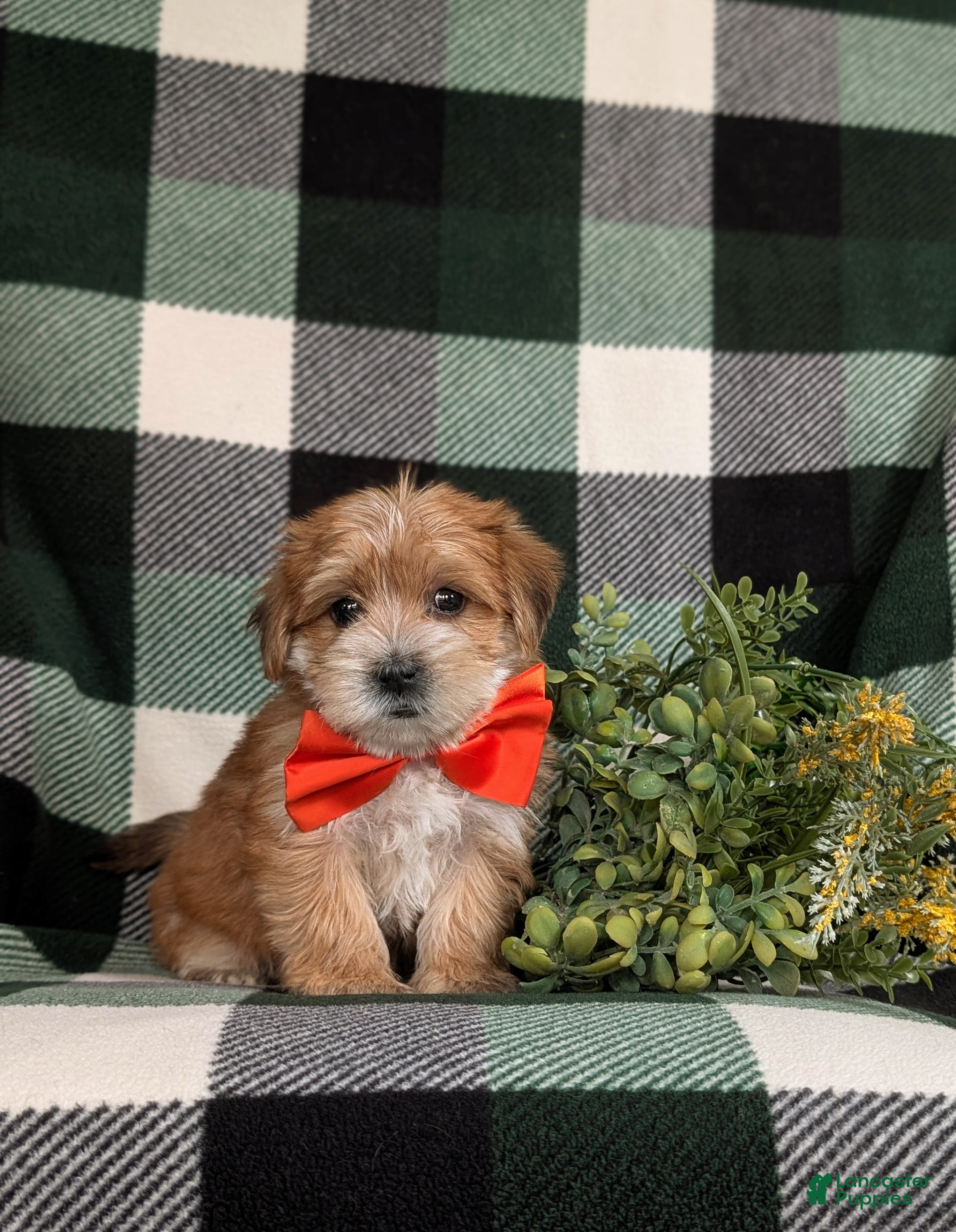Morkie dogs Beethovan 7 lbs Full Grown - Ad 2