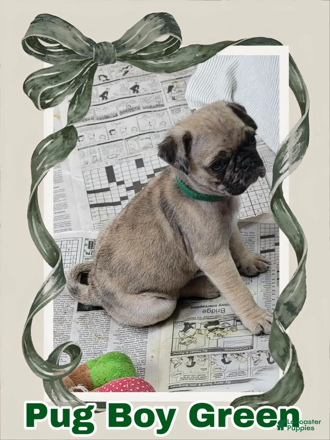 Pug dogs for sale: Pug Puppy Boy Green - Ad 1