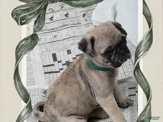 Pug dogs Pug Puppy Boy Green - Ad 32