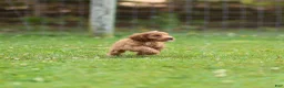 Cavalier King Charles Spaniel dogs for sale: Violet Cavalier King Charles Spaniel  - Ad 13