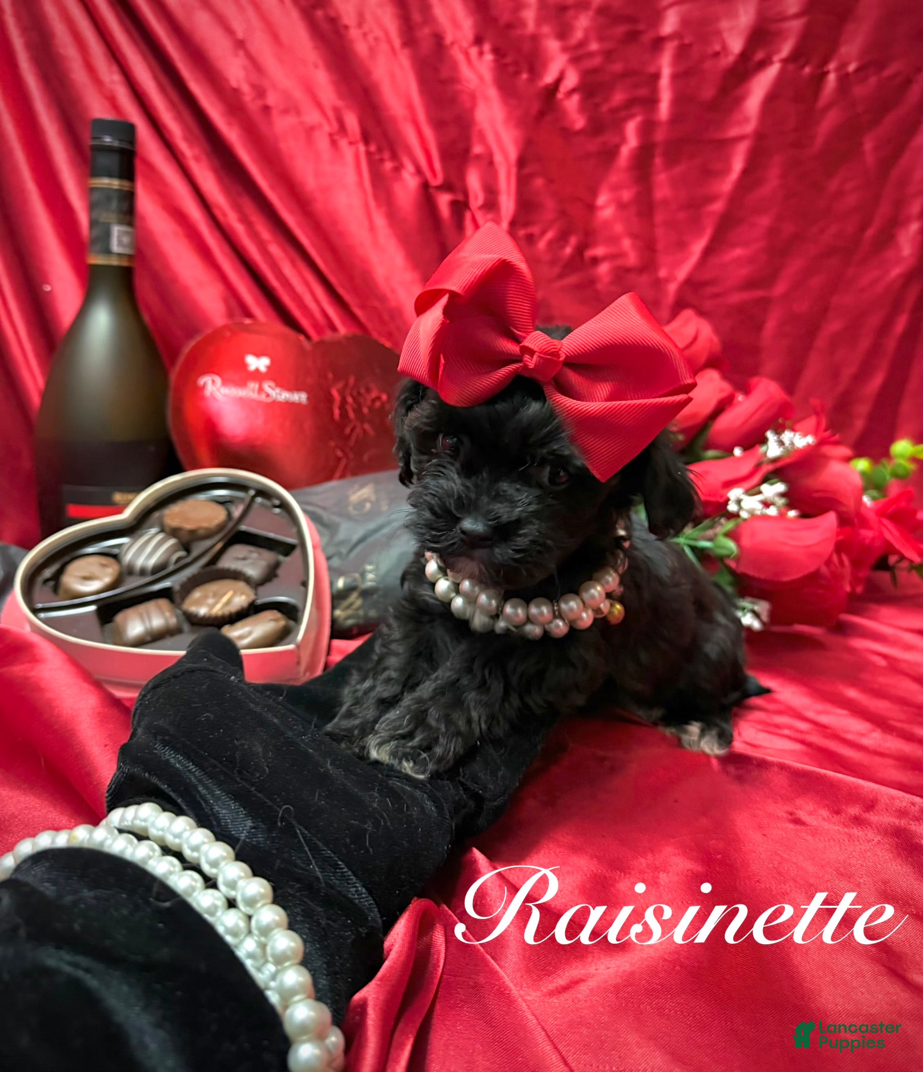 Yorkiepoo dogs Tiny Raisinette  - Ad 28