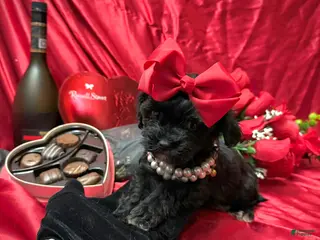 Yorkiepoo dogs Tiny Raisinette - Ad 28