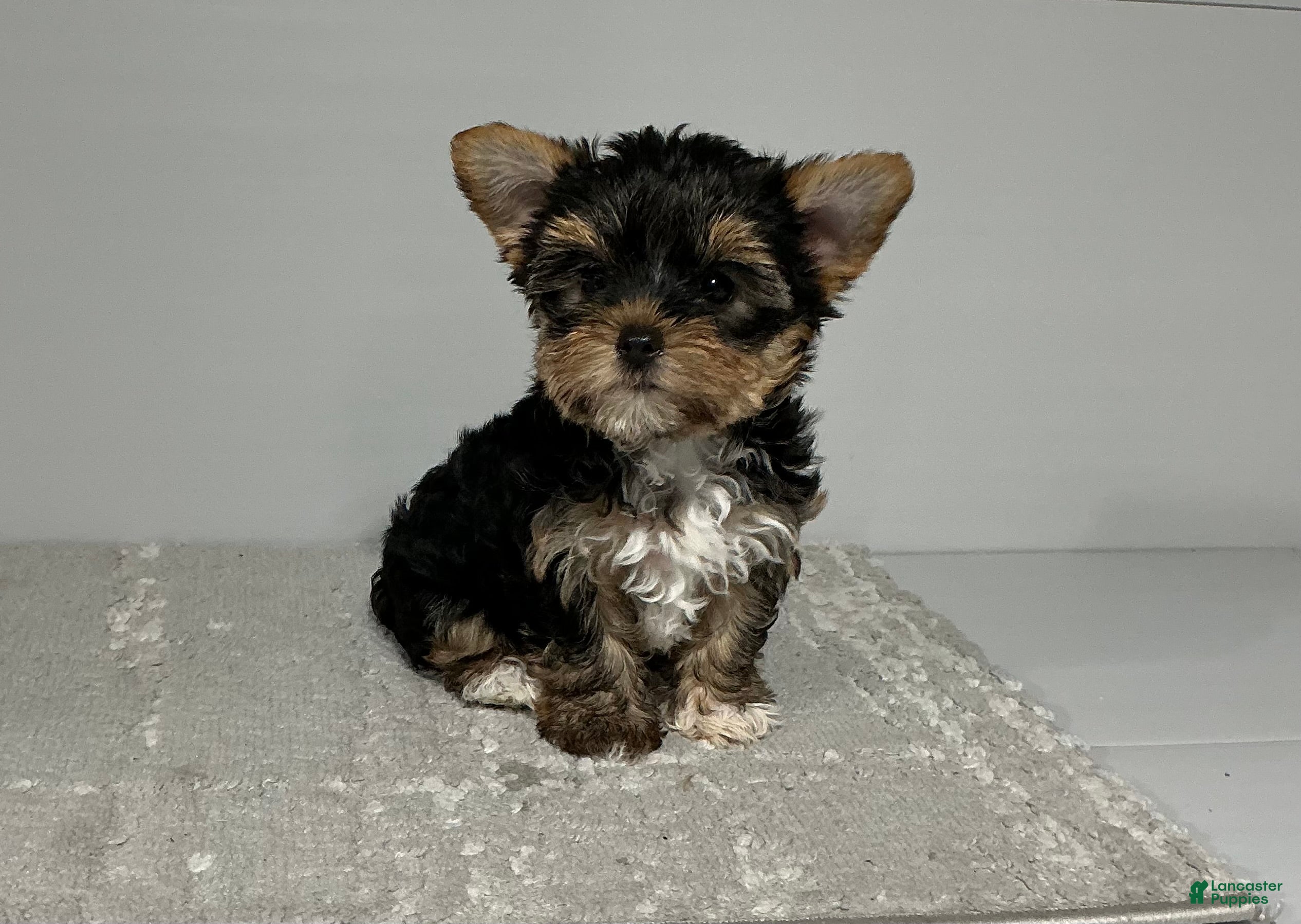 Yorkshire Terrier dogs for sale: Remi - Ad 2