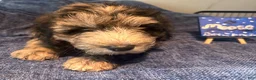 Mixed Breed dogs for sale: Moose - Ad 2