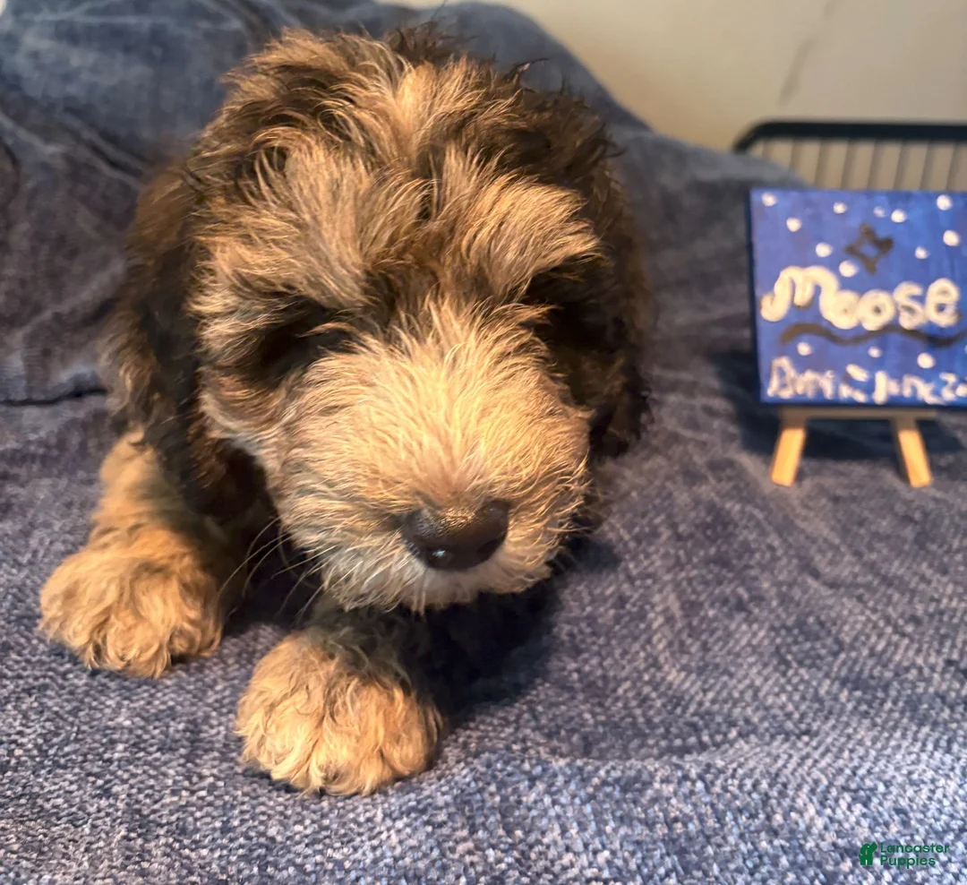 Mixed Breed dogs for sale: Moose - Ad 2