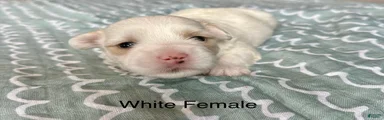 Coton De Tulear Puppy 1
