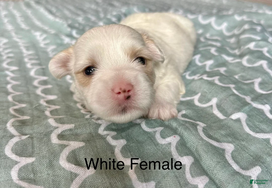 Coton De Tulear dogs for sale: Coton De Tulear Puppy 1 - Ad 1