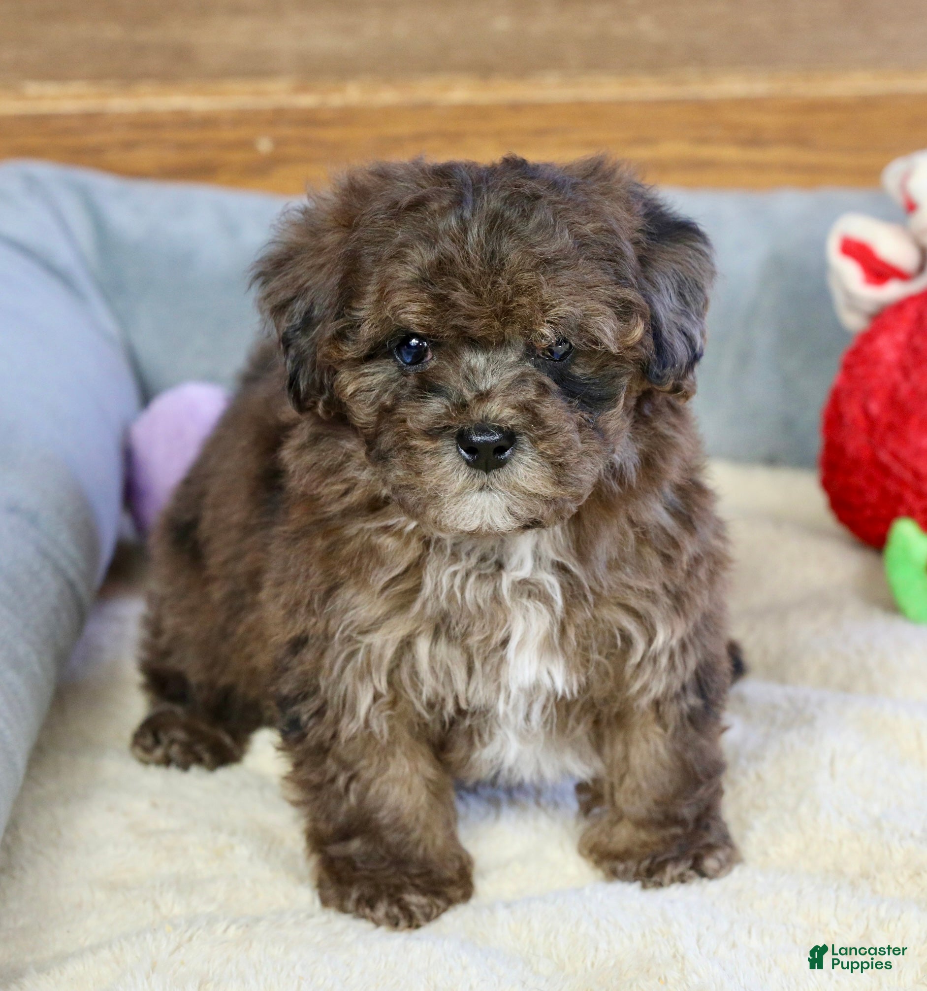 Miniature Poodle dogs Huxlee - Ad 1