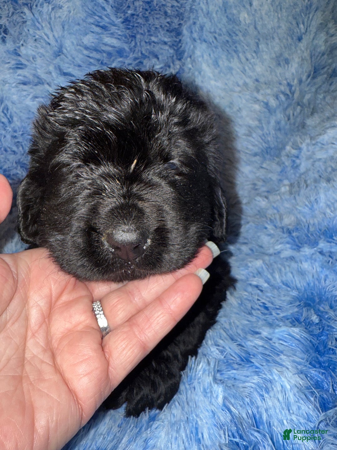Newfoundland dogs for sale: Black male - Ad 2