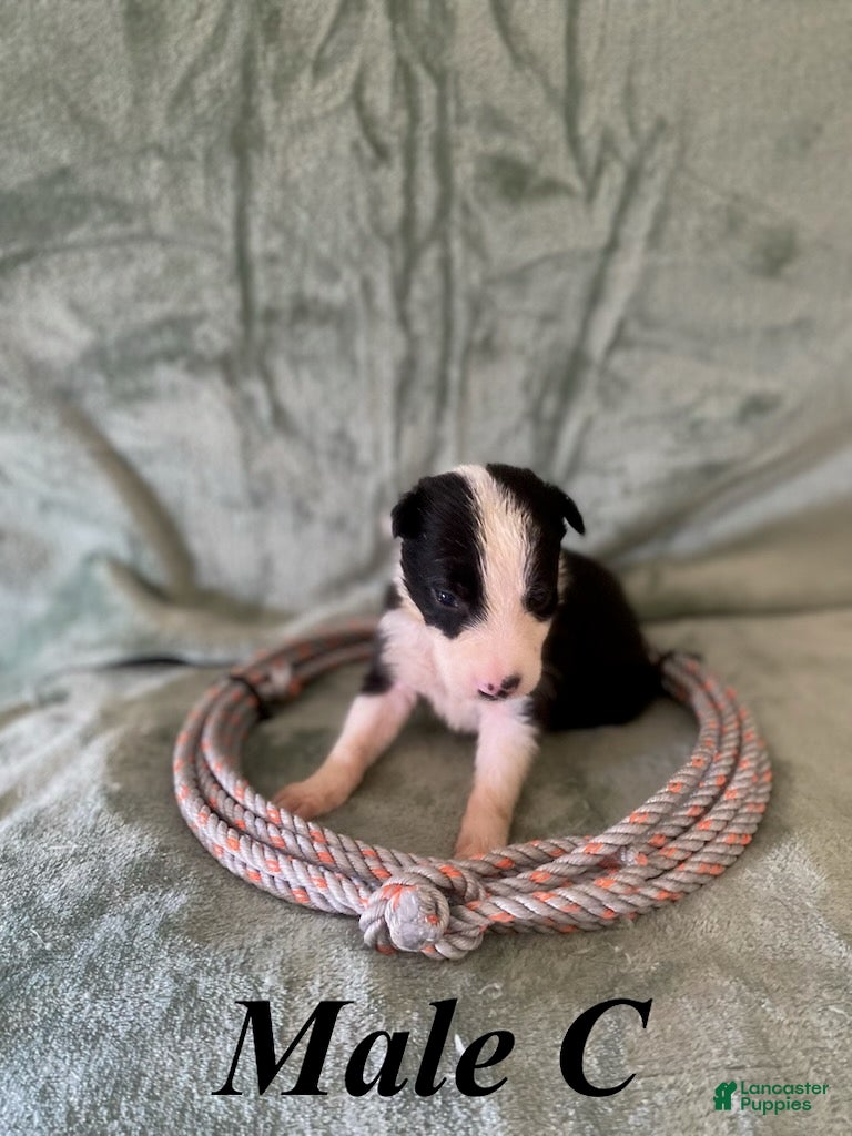 Border Collie dogs Male C - Ad 17