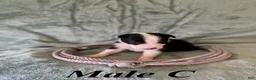 Border Collie dogs for sale: Male C - Ad 1