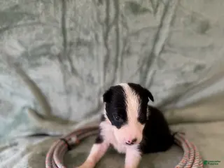 Border Collie dogs Male C - Ad 12