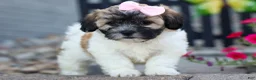 Teddy Bear dogs for sale: Blossom 💕 - Ad 4