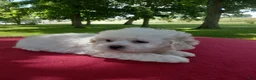 Teddy Bear dogs for sale: Dolly - Ad 5
