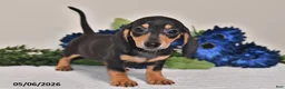 Miniature Dachshund dogs for sale: Jewel - Ad 2