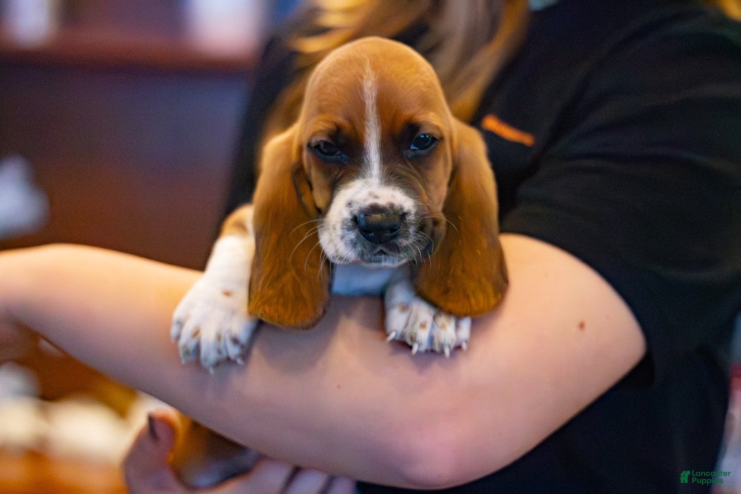 Basset Hound dogs for sale: Oscar - Ad 1